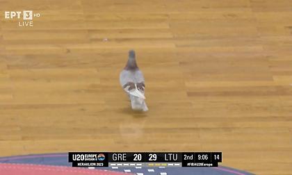 Περιστέρι μπήκε στον αγωνιστικό χώρο και διέκοψε το Ελλάδα-Λιθουανία για το Ευρωμπάσκετ Κ20!