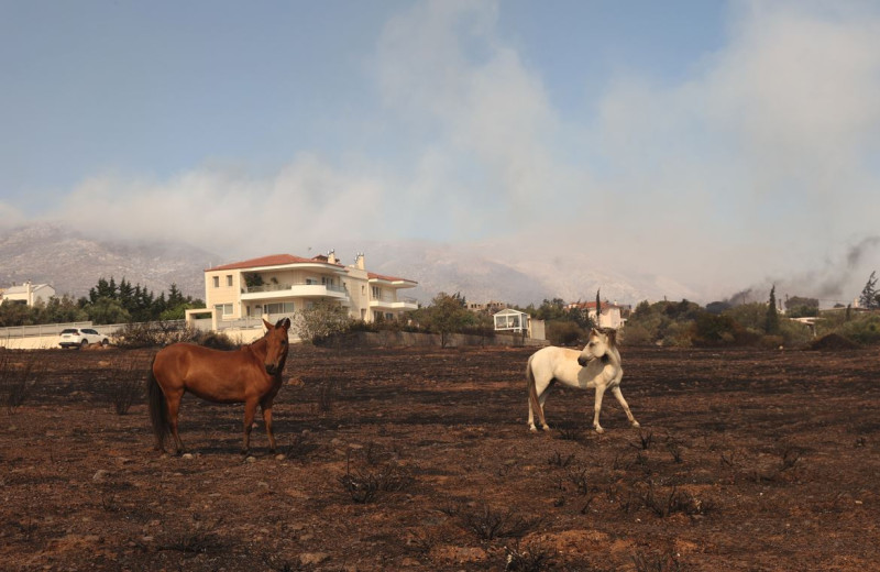 Πυρκαγιά: Βίντεο του Reuters με τη διάσωση αλόγων