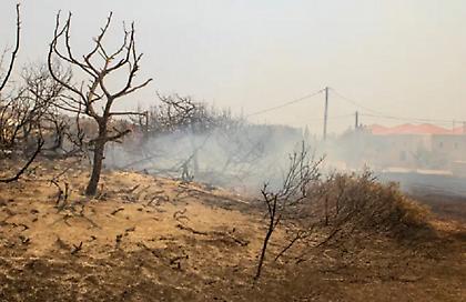 Σοκαριστικά βίντεο από τη φωτιά στη Ρόδο: Νεκρά ελάφια στους δρόμους, στάχτη χιλιάδες στρέμματα