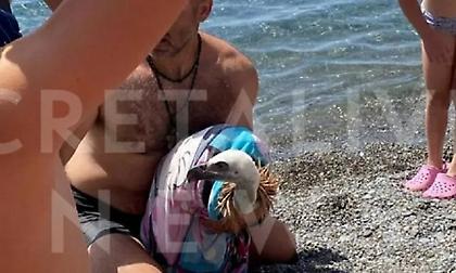 Νέο περιστατικό με εξαντλημένο γύπα στην Κρήτη: Λουόμενοι του προσέφεραν βοήθεια στη θάλασσα