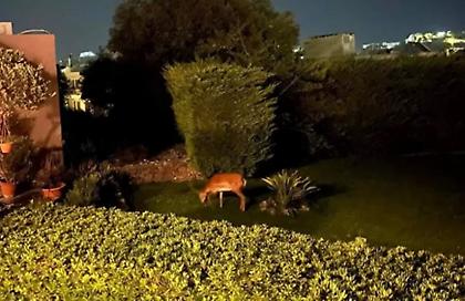 Τα ελάφια στη Ρόδο έφτασαν μέχρι τις αυλές των σπιτιών αναζητώντας τροφή – Έκκληση για βοήθεια