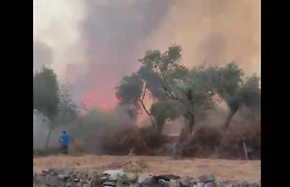 Φωτιά σε δασική έκταση στη Θάσο