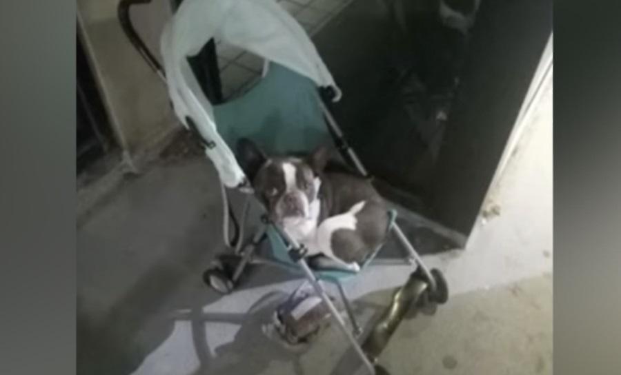 Γυναίκα παράτησε τον σκύλο της στο αεροδρόμιο και ταξίδεψε χωρίς αυτόν!