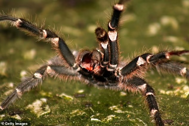 Αυστρία: Αράχνη που το δάγκωμά της προκαλεί μόνιμη στύση