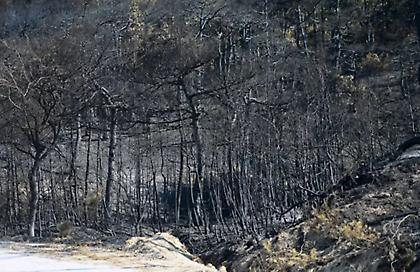 Στους 19 οι νεκροί από τις φωτιές στο δάσος της Δαδιάς