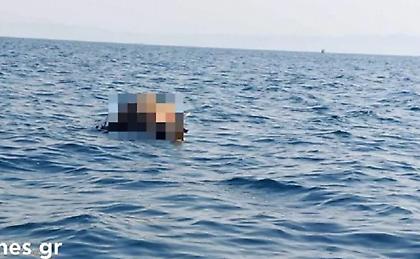 Θεσσαλονίκη: Ψαράδες βρήκαν νεκρή αγελάδα να επιπλέει στον Θερμαϊκό - Δείτε βίντεο