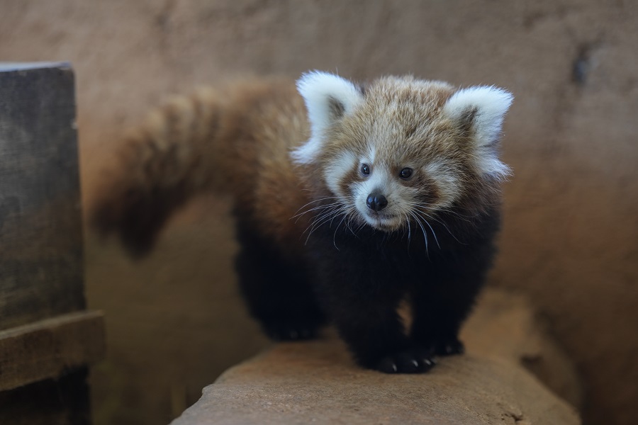 Ενα σπάνιο, νεογέννητο κόκκινο πάντα που κλέβει καρδιές