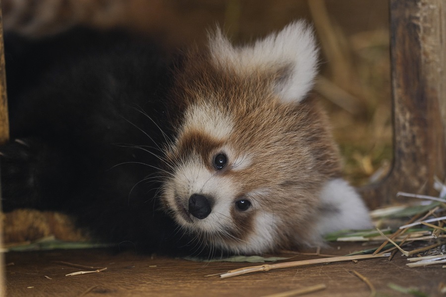 Ενα σπάνιο, νεογέννητο κόκκινο πάντα που κλέβει καρδιές