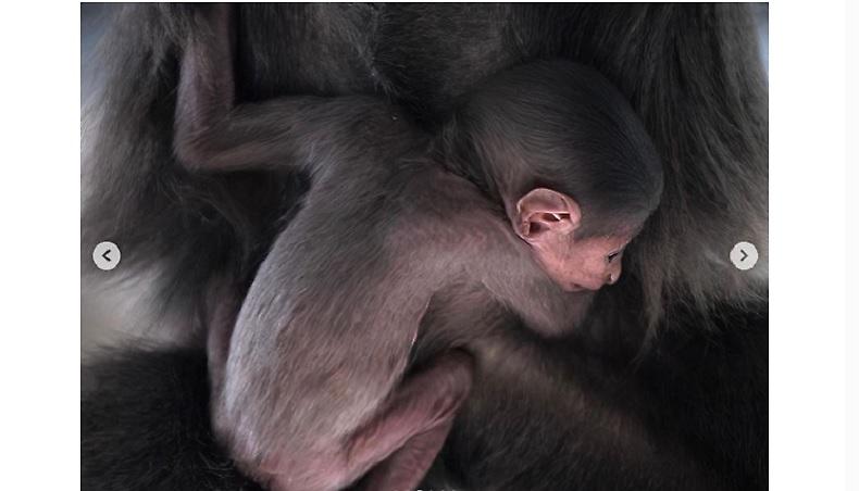 Σπάνιο πιθηκάκι γεννήθηκε σε πάρκο και δεν ξεκολλάει από την αγκαλιά της μαμάς του