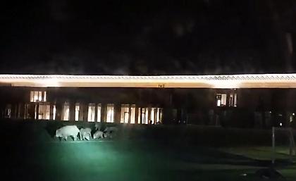 Μπούκαραν… αγριογούρουνα και σουλάτσαραν στο νεόδμητο προπονητικό της Φιορεντίνα!