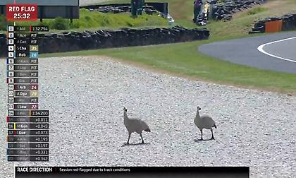 Χήνες στην πίστα του Moto2 και... κόκκινη σημαία