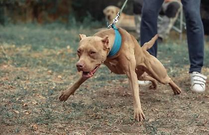 Πιτ μπουλ δάγκωσε στο κεφάλι 11χρονο αγόρι που έκανε ποδήλατο στην Αρτέμιδα