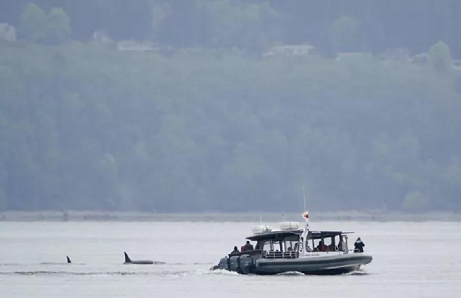 Ναυτικοί προσπαθούν να αποτρέψουν επιθέσεις από όρκες με... heavy metal!