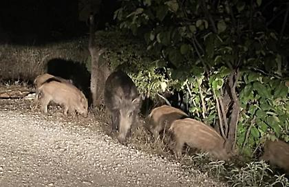 Αγριογούρουνα κόβουν βόλτες σε Καλαμαριά και Χαριλάου αναζητώντας τροφή