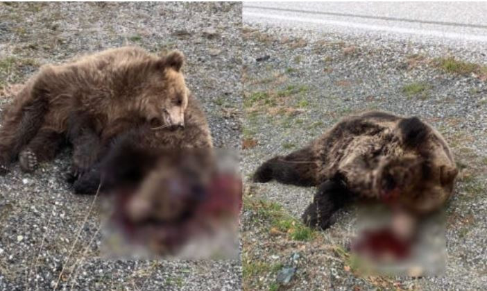 Κτηνωδία στην Κόνιτσα: Σκότωσαν αρκούδες στην εθνική οδό
