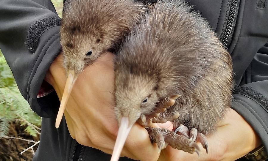 Δύο κίουι γεννήθηκαν στη Νέα Ζηλανδία, τα πρώτα μετά από ενάμιση αιώνα