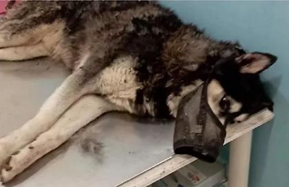 Αράχωβα - δολοφονία Όλιβερ: Νέα κατάθεση θα δώσει ο ιδιοκτήτης του άτυχου χάσκι