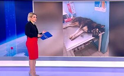 Αράχωβα - δολοφονία Όλιβερ: Βίντεο από κάμερα κτιρίου ίσως να οδηγήσει στον δράστη