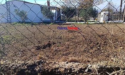 Σοκάρει η ιατροδικαστική εξέταση για την 50χρονη που κατασπαράχθηκε από σκυλιά