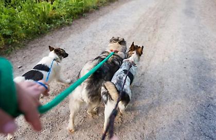 Θεσσαλονίκη: Δίωξη για ανθρωποκτονία με ενδεχόμενο δόλο στον ιδιοκτήτη των σκυλιών - Φιλικά και εκπαιδευμένα, υποστήριξε