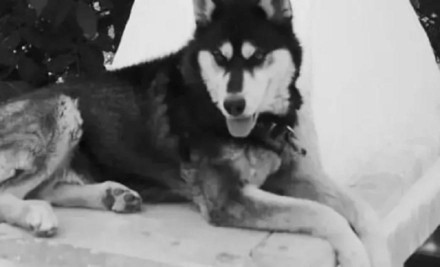 Αράχωβα: «Δε βλέπουμε σημάδια ανθρώπινης κακοποίησης στον Όλιβερ»