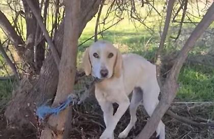 Νέα περιστατικό κακοποίησης ζώου: Αλυσόδεσαν σκύλο σε δέντρο στο δάσος της Στροφυλιάς