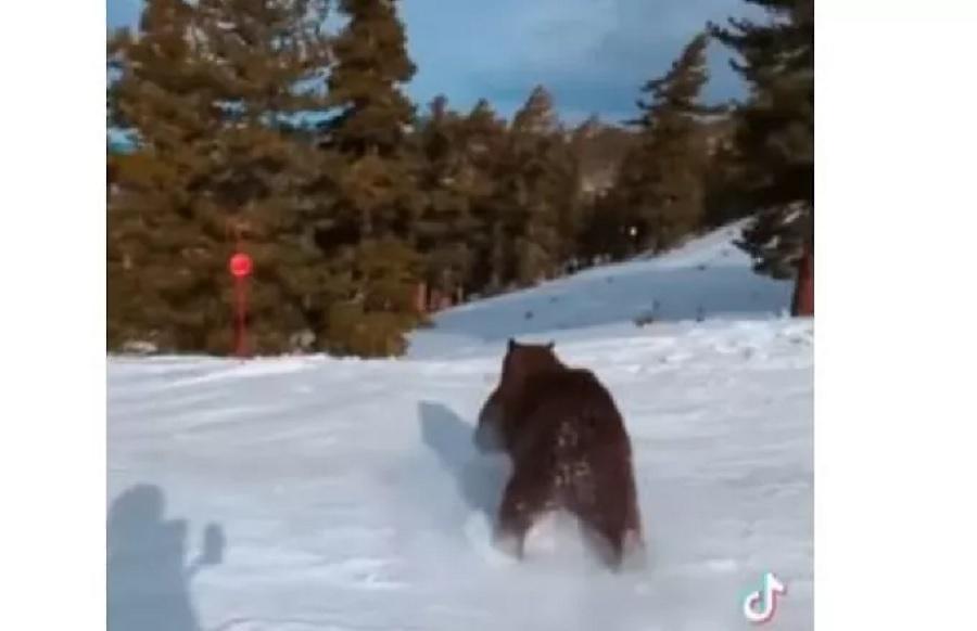 Αρκούδα τρέχει και περνάει... ξυστά δίπλα από σκιέρ σε πίστα στην Καλιφόρνια στις ΗΠΑ!