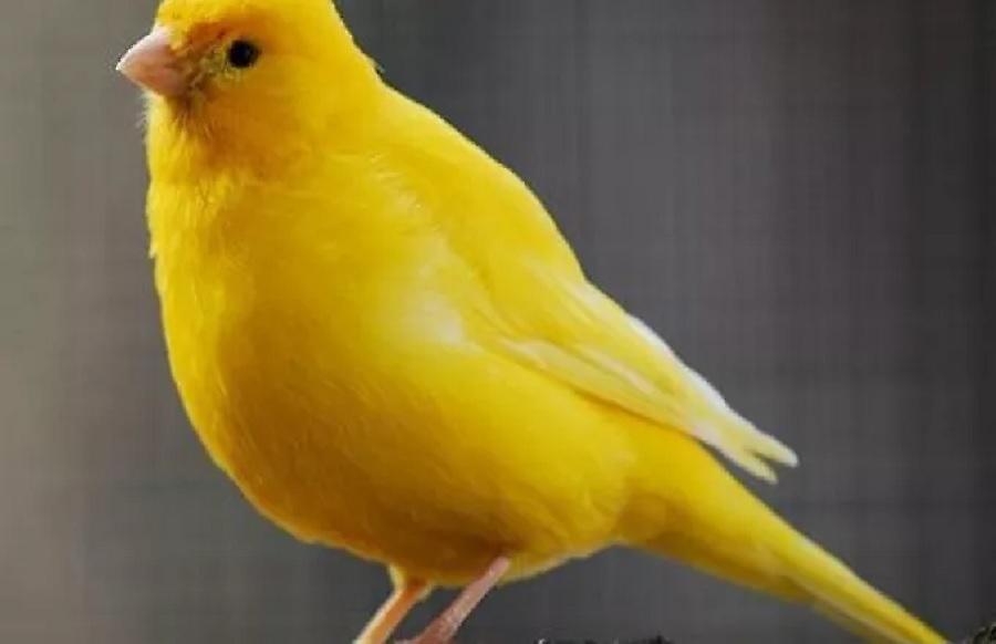 Δύο αδέλφια ξυλοκόπησαν ηλικιωμένο για να του... κλέψουν τα καναρίνια στη Λάρισα!