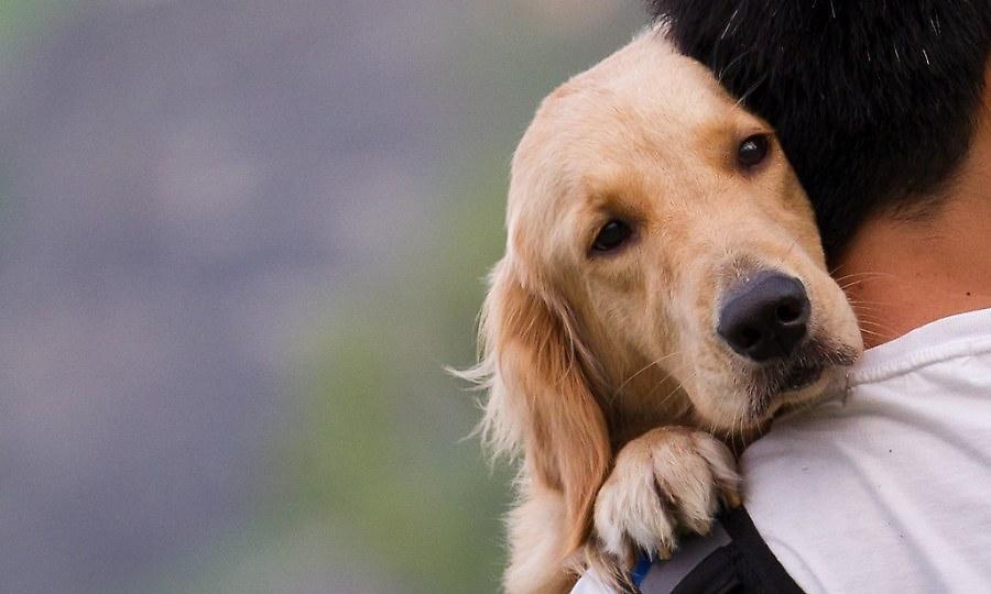 Τρομακτικά στοιχεία για όσους έχουν κατοικίδιο στην Αγγλία - Καταγράφονται συνεχώς πολλές «κλοπές» ζώων