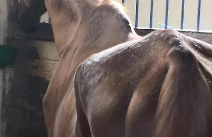 Νεκρό άλογο σε πάρκο στον Τύρναβο- Ήταν δεμένο με αλυσίδα σε κολώνα της ΔΕΗ