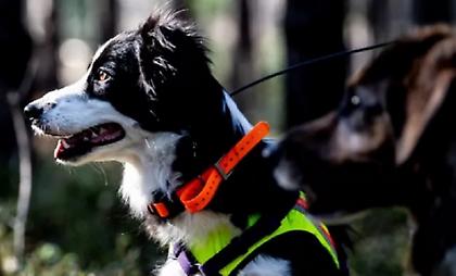 Θεσσαλονίκη: Κακουργηματική δίωξη στον 50χρονο που επιτέθηκε με μαχαίρι σε αδέσποτα σκυλιά