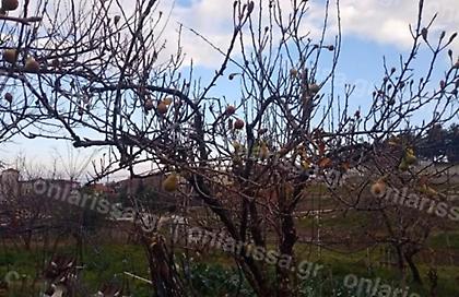 Ο καιρός μπέρδεψε τις αχλαδιές στα Φάρσαλα - Έβγαλαν καρπό μέσα στο καταχείμωνο