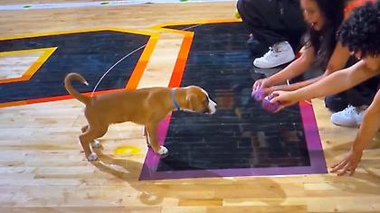 Σκυλάκι έκανε την ανάγκη του στο παρκέ στο ημίχρονο του Σανς-Κινγκς