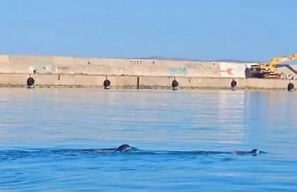 Τράβηξαν τα βλέμματα οι δυο φώκιες που έκαναν το μπάνιο τους στο λιμάνι του Ηρακλείου
