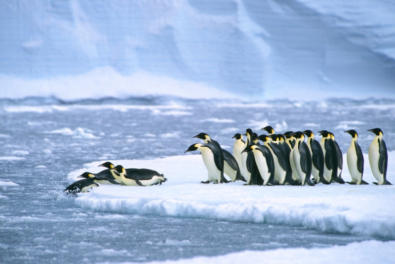 Δορυφόρος εντόπισε τέσσερις νέες ομάδες αυτοκρατορικών πιγκουίνων!