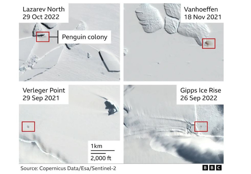 Δορυφόρος εντόπισε τέσσερις νέες ομάδες αυτοκρατορικών πιγκουίνων!