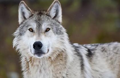 Οι «μεταλλαγμένοι» λύκοι του Τσερνόμπιλ έμαθαν να επιβιώνουν από τον καρκίνο - Τι λένε οι ερευνητές