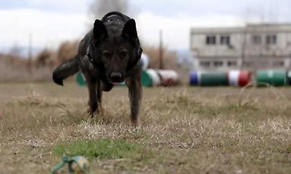 Καβάλα: Αδέσποτος σκύλος δάγκωσε 7χρονο μαθητή ενώ γυρνούσε από το σχολείο