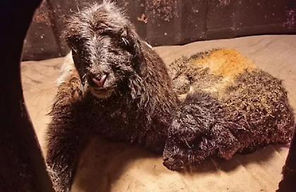 Κίνα: Κλωνοποίησε θιβετιανές κατσίκες όπως έγινε με τη «Dolly» το 1997!