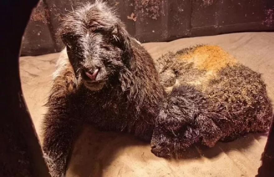 Κίνα: Κλωνοποίησε θιβετιανές κατσίκες όπως έγινε με τη «Dolly» το 1997!