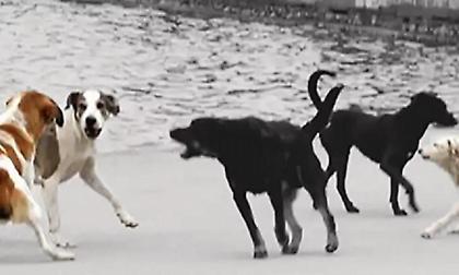 Αγέλη σκύλων επιτέθηκε σε 90χρονη στη Λιβαδειά - Στο νοσοκομείο η ηλικωμένη