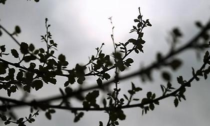 Kαιρός την Τσικνοπέμπτη: Bροχές και τοπικές καταιγίδες στα βόρεια - Αίθριος στην υπόλοιπη χώρα