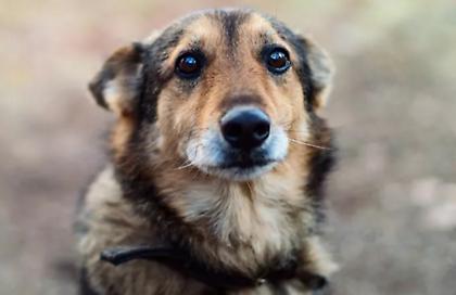 Θεσσαλονίκη: 52χρονη είχε στο σπίτι της 94 σκυλιά–Zούσαν κάτω από άθλιες συνθήκες υγιεινής