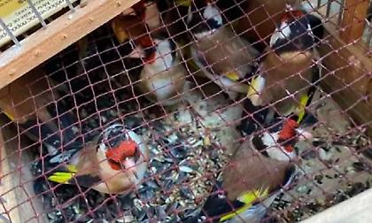 Απαράδεκτες εικόνες στο παζάρι του Σχιστού: Κατασχέθηκαν και θα ελευθερωθούν 250 πουλάκια που τα πουλούσαν παράνομα