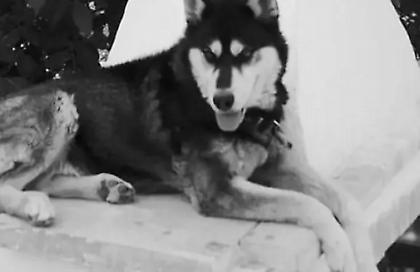 Υπόθεση Ολιβερ: Ποινική δίωξη κατά φυσικού προσώπου – Απομακρύνθηκε το σενάριο της αγέλης