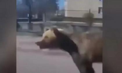 Σε κατάσταση έκτακτης ανάγκης πόλη στην Σλοβακία από επίθεση αρκούδας