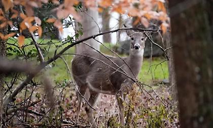 Παρέμβαση της εισαγγελίας Ρόδου για τα νεκρά ελάφια στο Ροδίνι