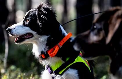 Τραγικές εικόνες στην Αρκαδία: Φόλες και πάλι στη Βλαχοκερασιά