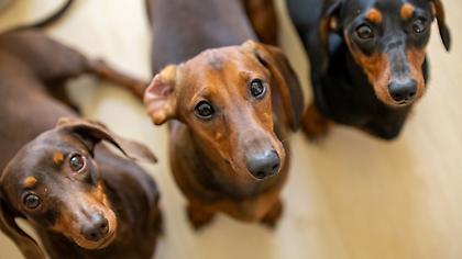 Αθωώθηκε η 52χρονη για τα 94 σκυλιά που φιλοξενούσε στο σπίτι της