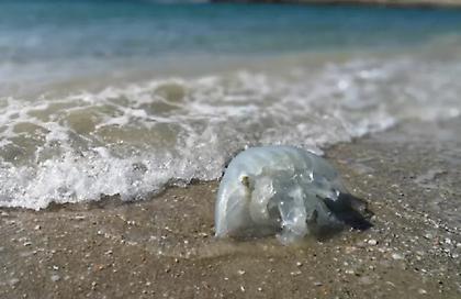 Συναγερμός στη Ρόδο για τις «νομαδικές» μέδουσες που έχουν κατακλύσει τις παραλίες - Φτάνουν μέχρι το 1 μέτρο